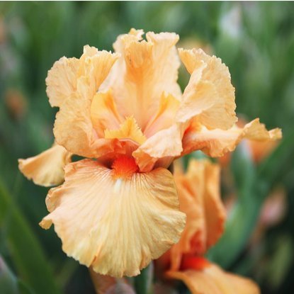 Schwertlilie Iris Germanica Maid of Orange 1 st.