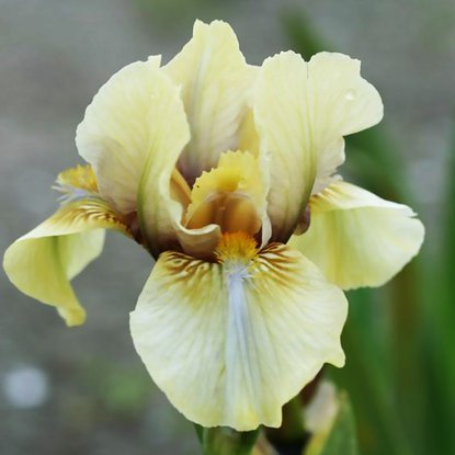 Schwertlilie Iris Germanica Moss Bay 1 st.