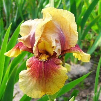 Schwertlilie Iris Germanica Oklachoma Bandit 1 st.