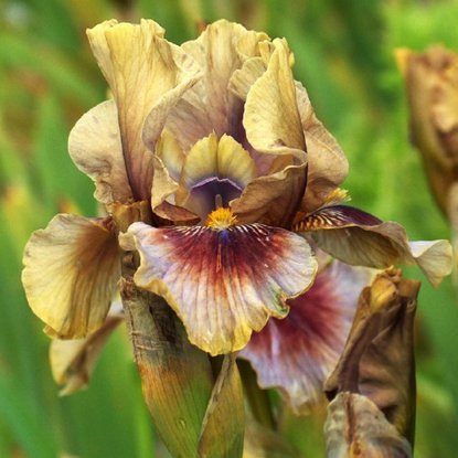 Schwertlilie Iris Germanica Painted Hills 1 st.