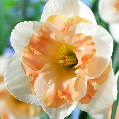 Spaltkronen Narcissus Pink Wonder 5 st.