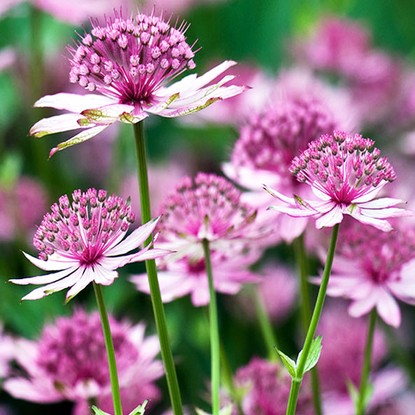 Sterndolde große Astrantia major Rosea 1 st.