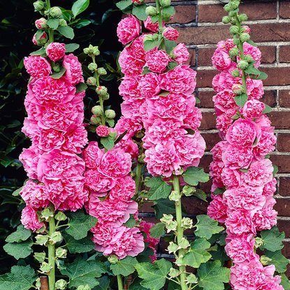 Stockrose Alcea Rozea Gefüllte Rosa 1 st.