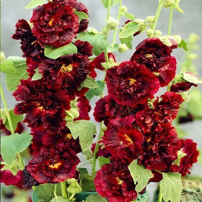 Stockrose Alcea Rozea Gefüllte Rot 1 st.