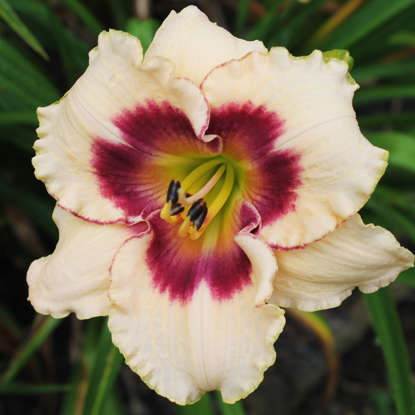 Taglilie Hemerocallis Blueberry candy 1 st.