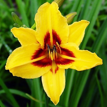 Taglilie Hemerocallis Bonanza 1 st.