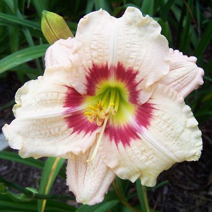 Taglilie Hemerocallis Brillant Circle 1 st.