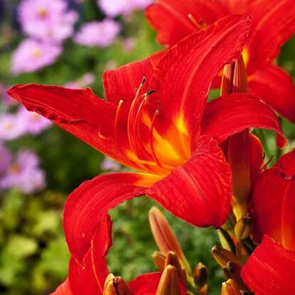 Taglilie Hemerocallis Campfire Embers 1 st.