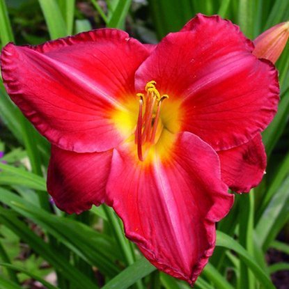 Taglilie Hemerocallis Charles Johnston 1 st.