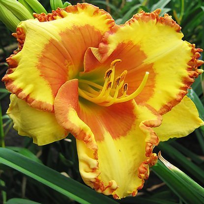 Taglilie Hemerocallis Irrestible Charm 1 st.