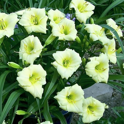 Taglilie Hemerocallis Longfields Pearl 1 st.