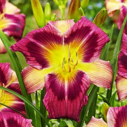 Taglilie Hemerocallis Magic Dancer 1 st.