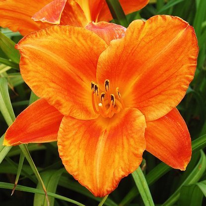 Taglilie Hemerocallis Mauna Loa 1 st.