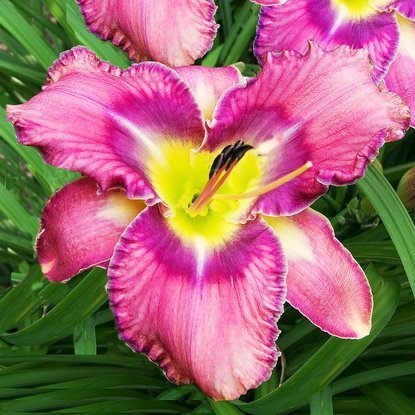 Taglilie Hemerocallis Mildred Mitchell 1 st.