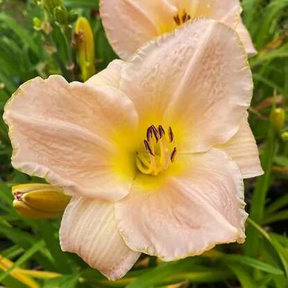 Taglilie Hemerocallis Ming Porcelain 1 st.