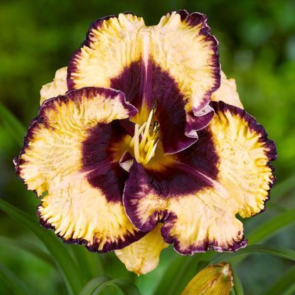 Taglilie Hemerocallis Open My Eyes 1 st.