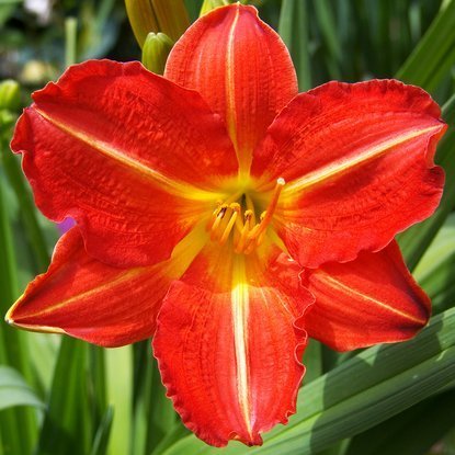 Taglilie Hemerocallis Red Rum 1 st.