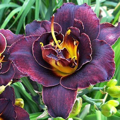 Taglilie Hemerocallis Voodoo Dancer 1 st.