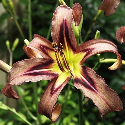 Taglilie rarität Hemerocallis Black Arrowhead 1 st.