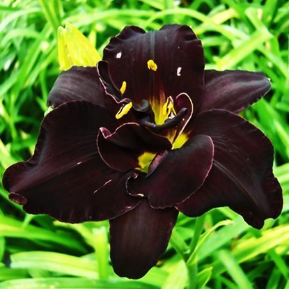 Taglilie rarität Hemerocallis Bogeyman 1 st.