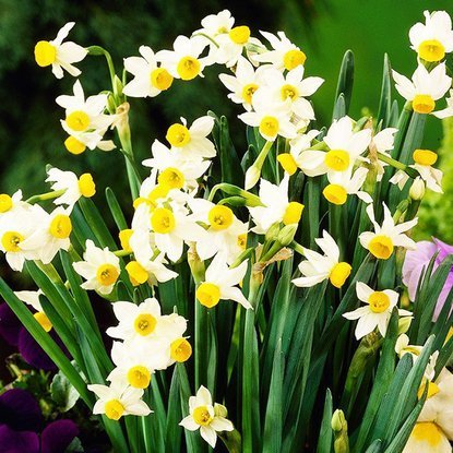 Tazetten Narcissus Canaliculatus 5 st.