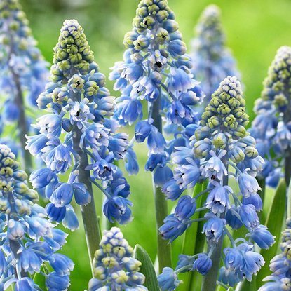 Traubenhyazinthe Muscari Artist 10 st.