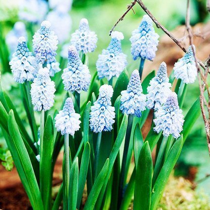 Traubenhyazinthe Muscari Azureum 10 st.