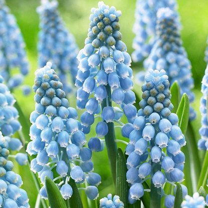 Traubenhyazinthe Muscari Cupido 10 st.