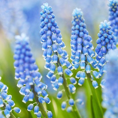 Traubenhyazinthe Muscari Marieke 10 st.