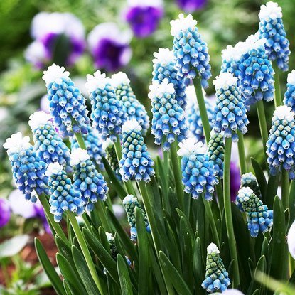 Traubenhyazinthe Muscari Mount Hood 10 st.