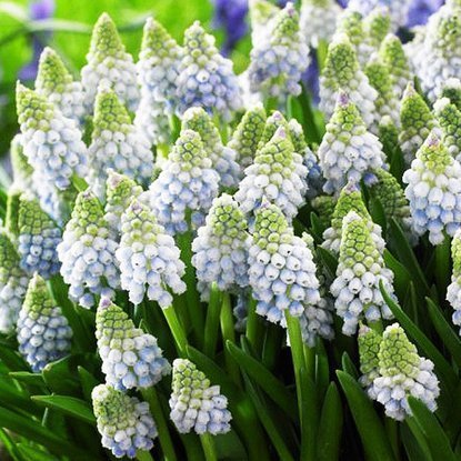 Traubenhyazinthe Muscari Ocean Magic 10 st.