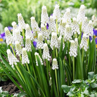 Traubenhyazinthe Muscari Weiß Siberian Tiger 10 st.