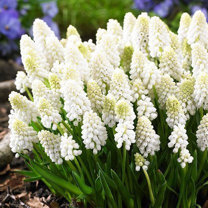 Traubenhyazinthe Muscari White Magic 10 st.