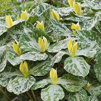 Trillium Waldlilien Luteum 1 st.