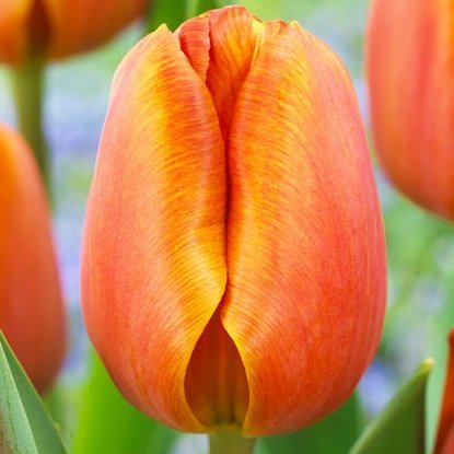 Triumph Tulpe Orange 5 st.