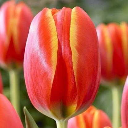 Triumph Tulpe World's Favorite 5 st.