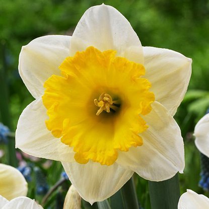 Trompeter Narcissus Ice Follies 5 st.