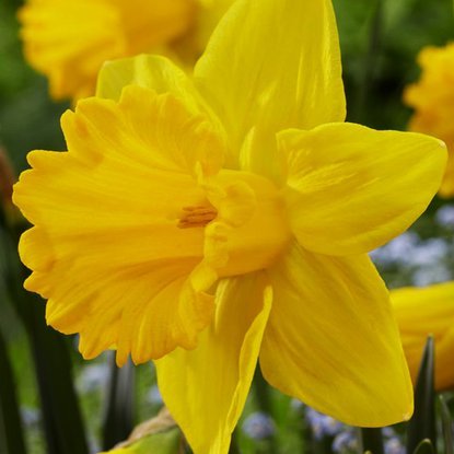 Trompeter Narcissus Marieke 5 st.