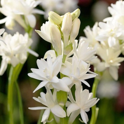 Tuberose Polianthes Tuberosa 1 st.