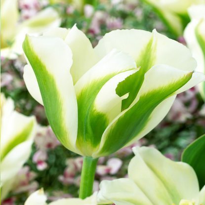 Viridiflora Tulpe Spring Green 5 st.