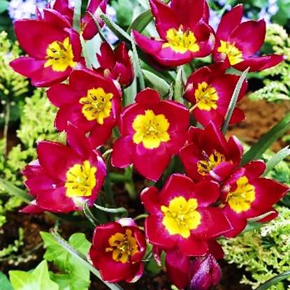 Wild Tulpe Humilis Red Beauty 5 st.