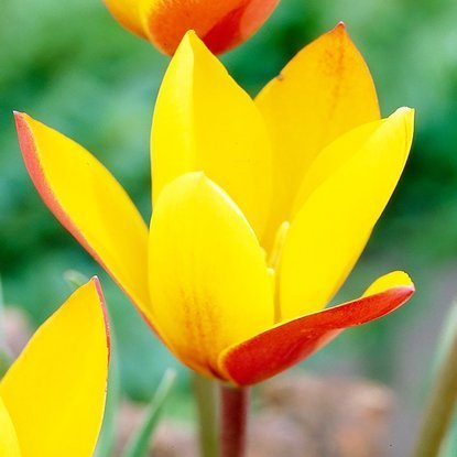 Wild Tulpe clusiana var. chrysantha 5 st.