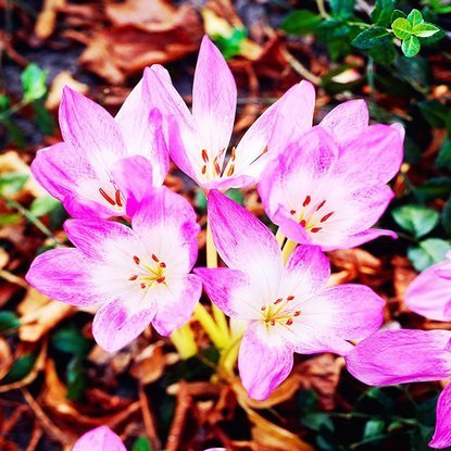 Zeitlose Colchicum Lilac Wonder 1 st.