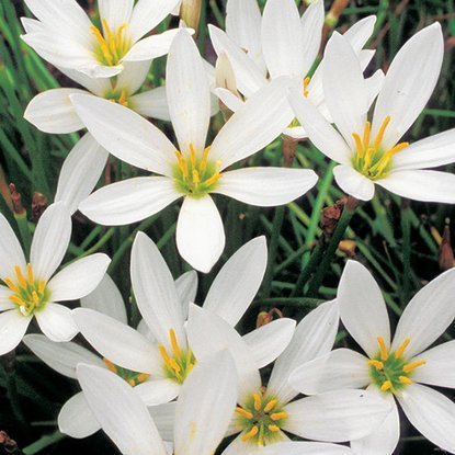 Zephyranthes Regenlilie Candida 5 st.