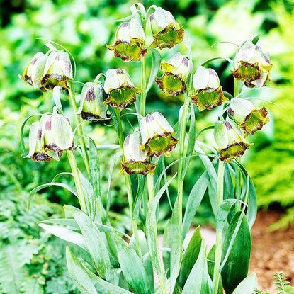 kaiserkrone schachbrettblume Acmopetala 5 st.