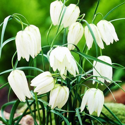 kaiserkrone schachbrettblume Melgaris Alba 5 st.