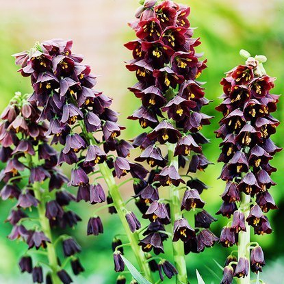 kaiserkrone schachbrettblume Persische  1 st.