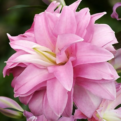 orientalische Lilie gefüllte Lotus Breeze 1 st.