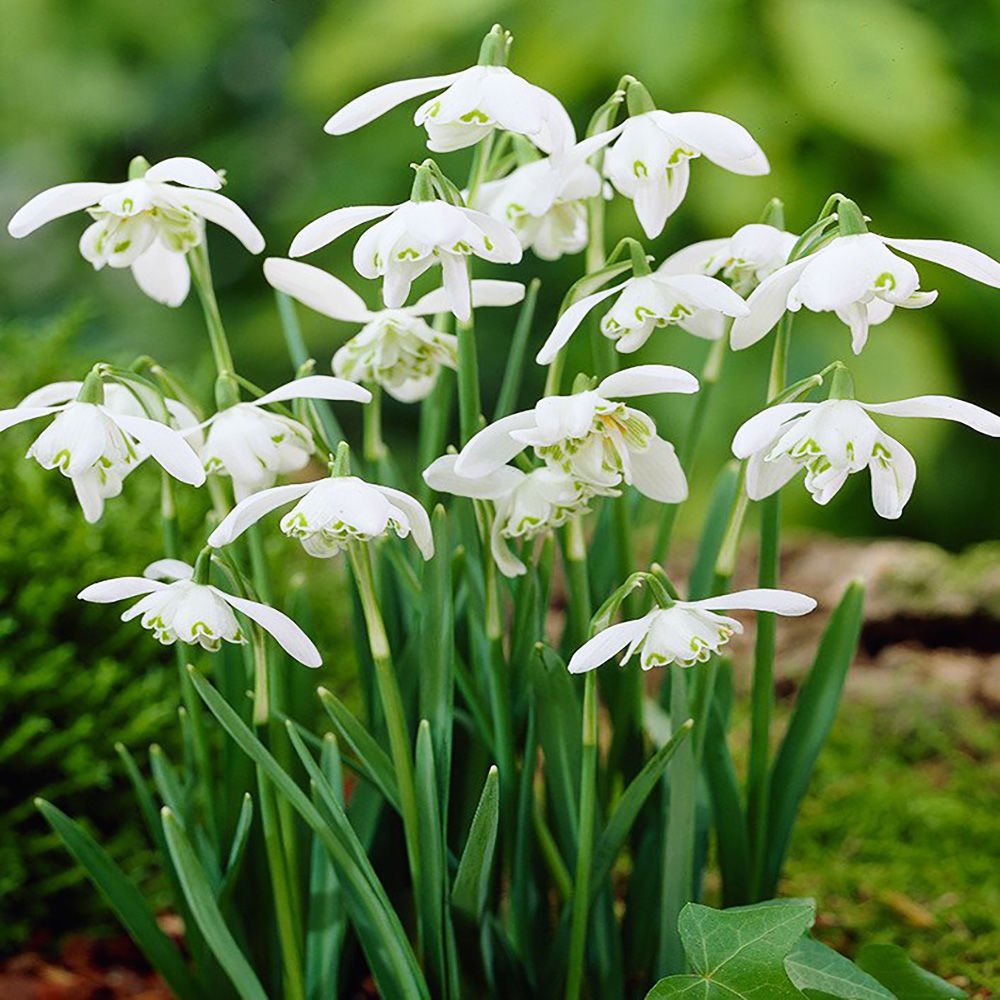 Schneeglöckchen Gefüllte Galanthus Nivalis Flore Pleno 5 st. - Preise und  Meinungen - Online-Shop für Blumenzwiebeln