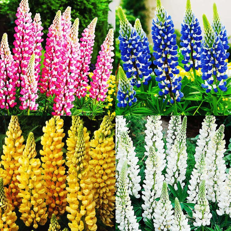  Lupinen-Set Farbige Lupine 4-tlg.